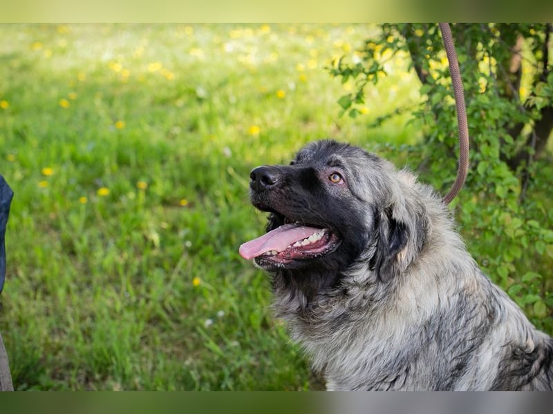 Chip 271554 sucht ein Zuhause