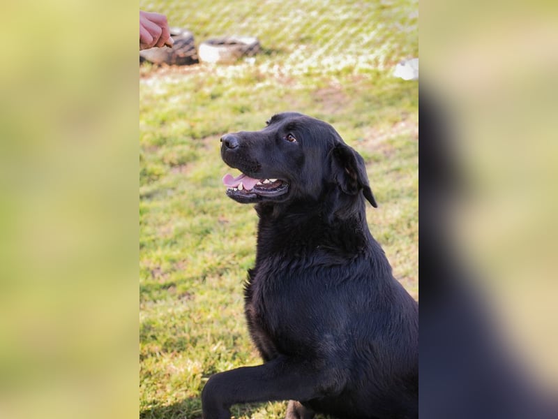 Knut sucht ein Zuhause