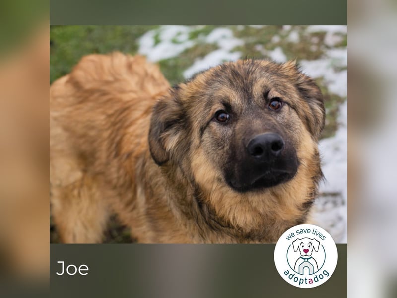 Joe: Fröhlicher, verspielter Riese
