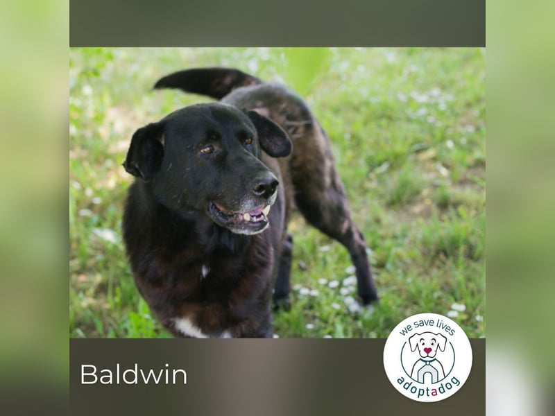 Baldwin sucht ein Zuhause