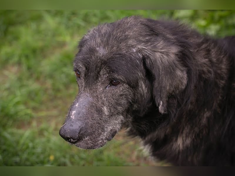 Orion: Schwanzwedelnd unterwegs