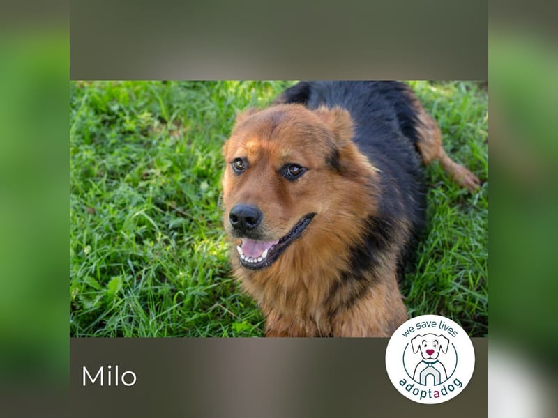Milo – Harte Schale, weicher Kern