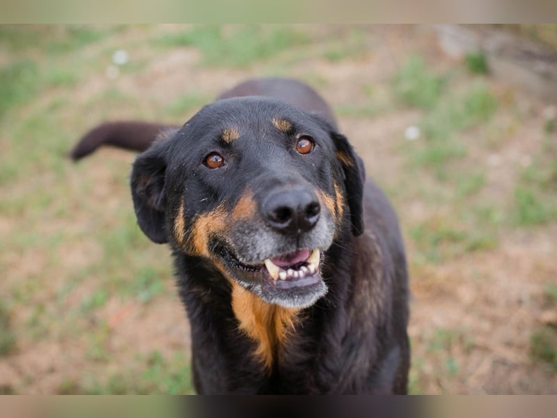 Chip 268343: sucht ein Zuhause