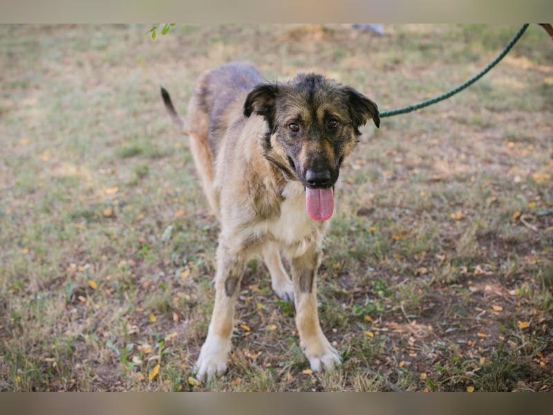Chip 264380 sucht ein Zuhause
