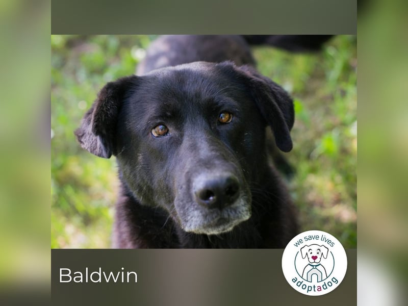 Baldwin 2170407-256168 sucht ein zu Hause