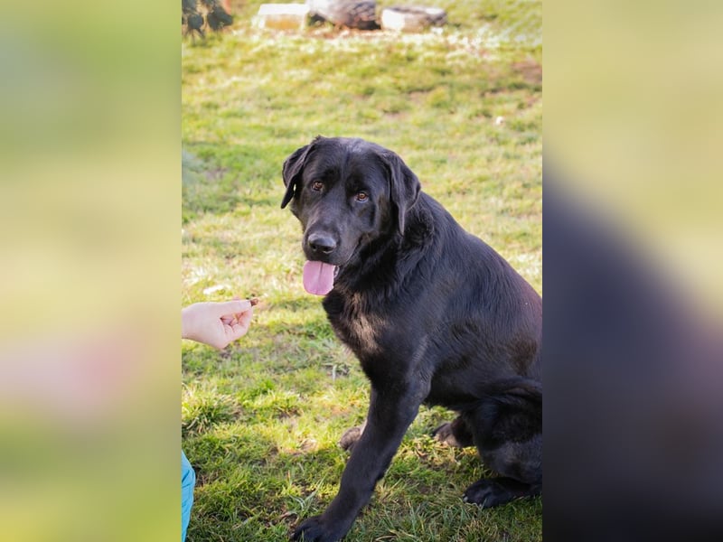 Knut sucht ein Zuhause