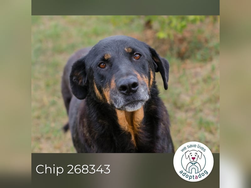 Chip 268343: sucht ein Zuhause