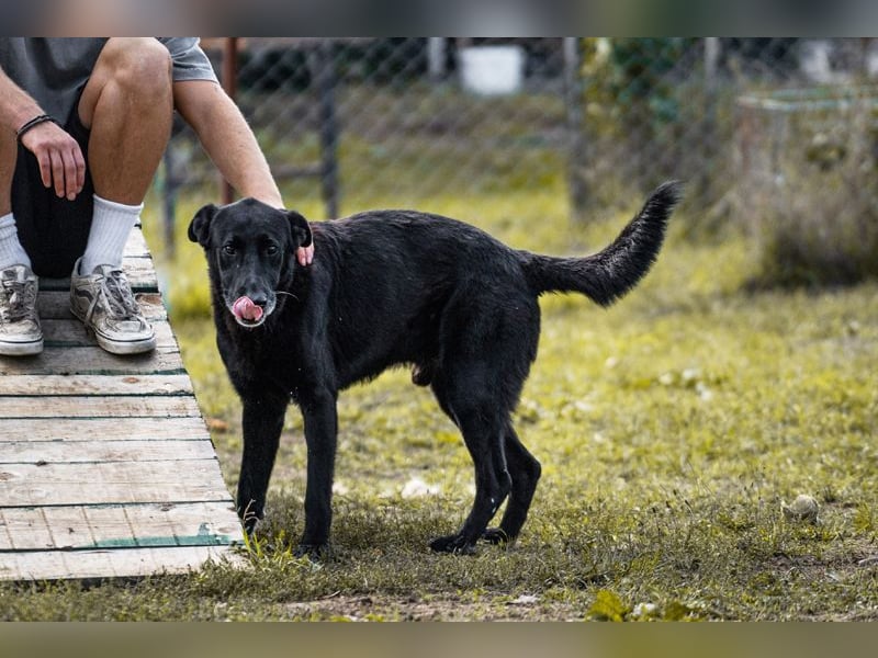 Mino – starker, treuer Rüde sucht liebevolles Zuhause