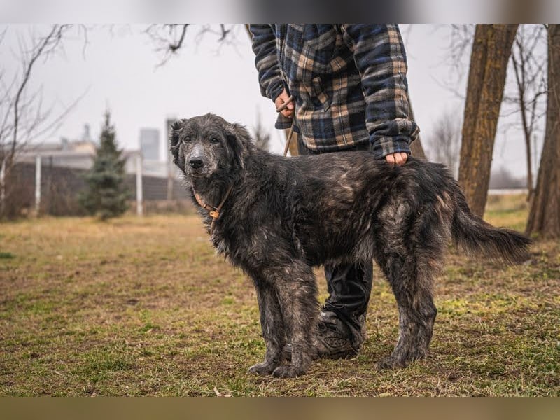 Orion: Schwanzwedelnd unterwegs