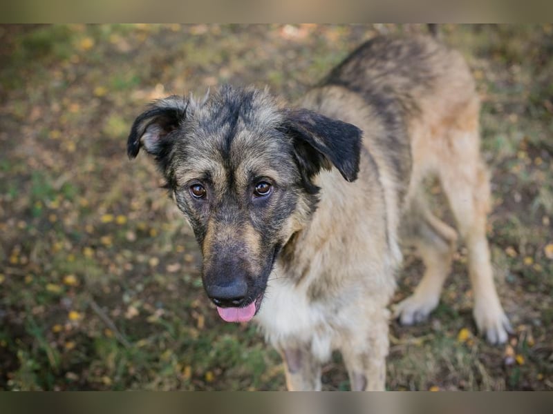 Chip 264380 sucht ein Zuhause