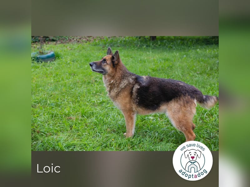 Loic: Dein Partner mit der grauen Schnauze