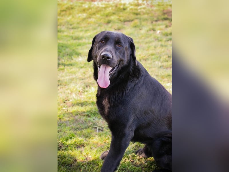 Knut sucht ein Zuhause