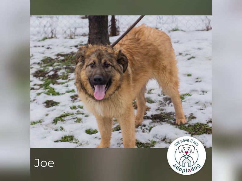 Joe: Fröhlicher, verspielter Riese