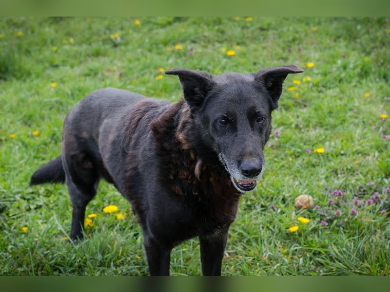 Mino: Stark, treu und voller Liebe