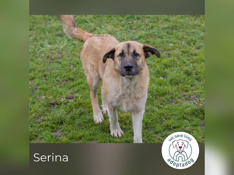 Serina 256413 sucht ein zu Hause