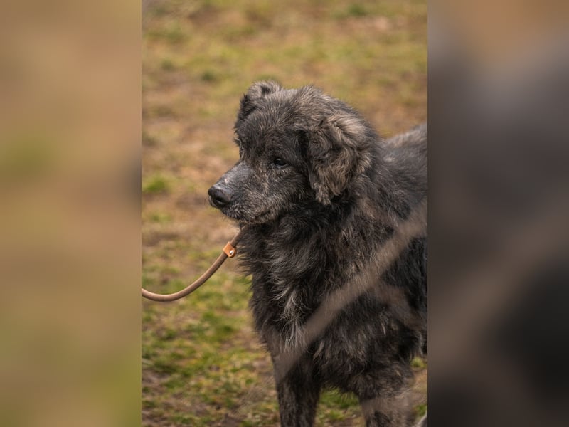 Orion: Schwanzwedelnd unterwegs