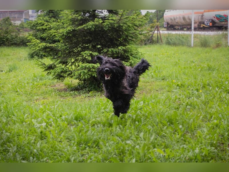 Nelson: Junghund sucht ein Zuhause