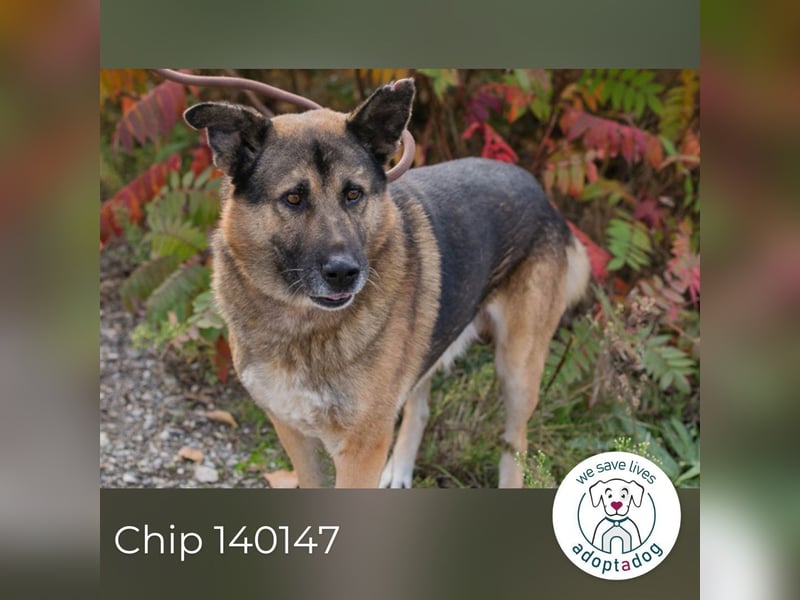 Chip 140147 sucht ein zu Hause
