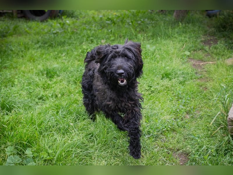 Nelson: Junghund sucht ein Zuhause