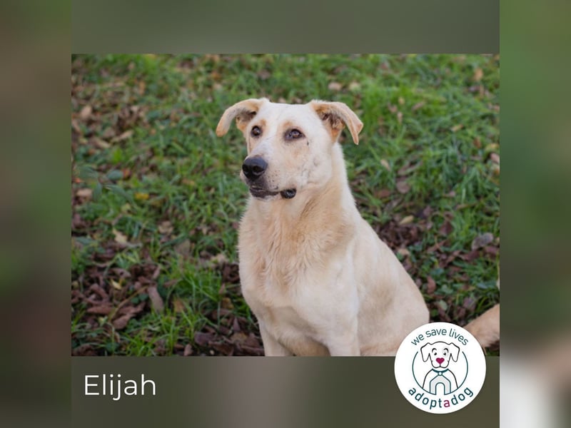 Elijah: Bester Freund gesucht