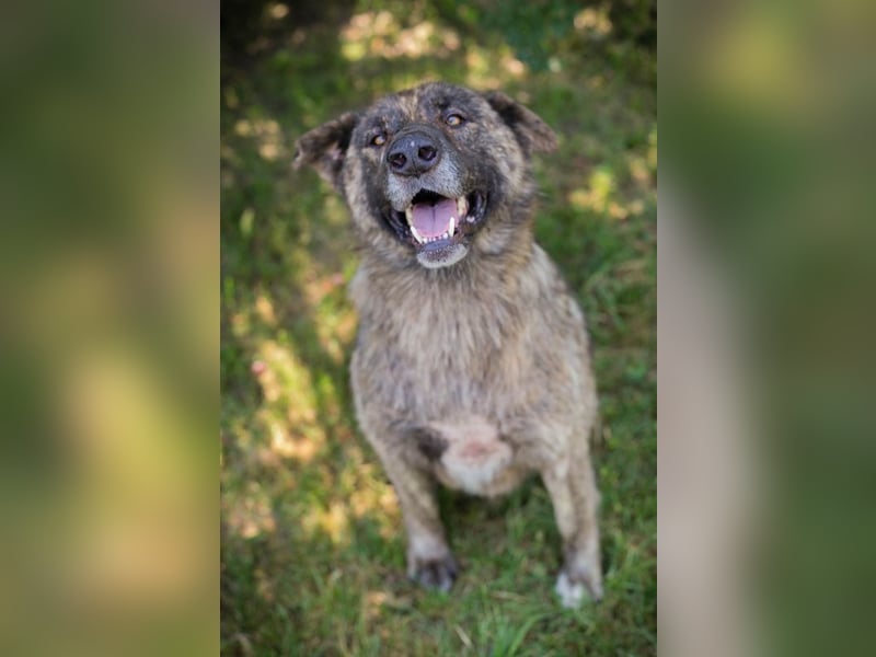 Chip 2159336 sucht ein Zuhause