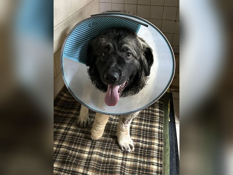 Chip 271554 sucht ein Zuhause