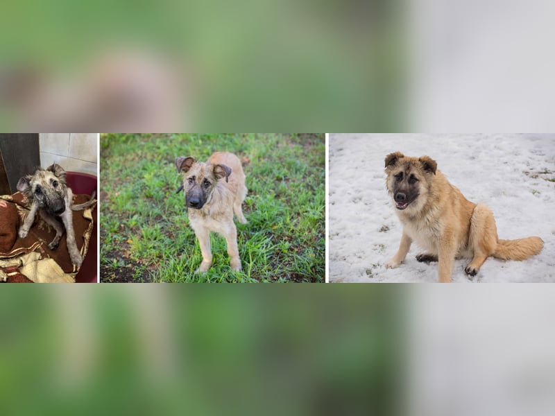 Kaleo: Fröhlicher, verspielter Riese