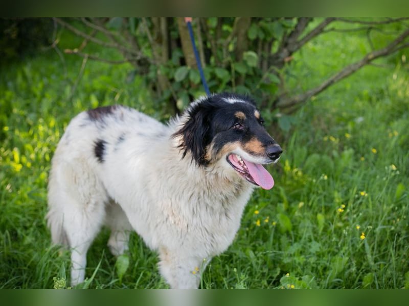 Betsy sucht ein Zuhause