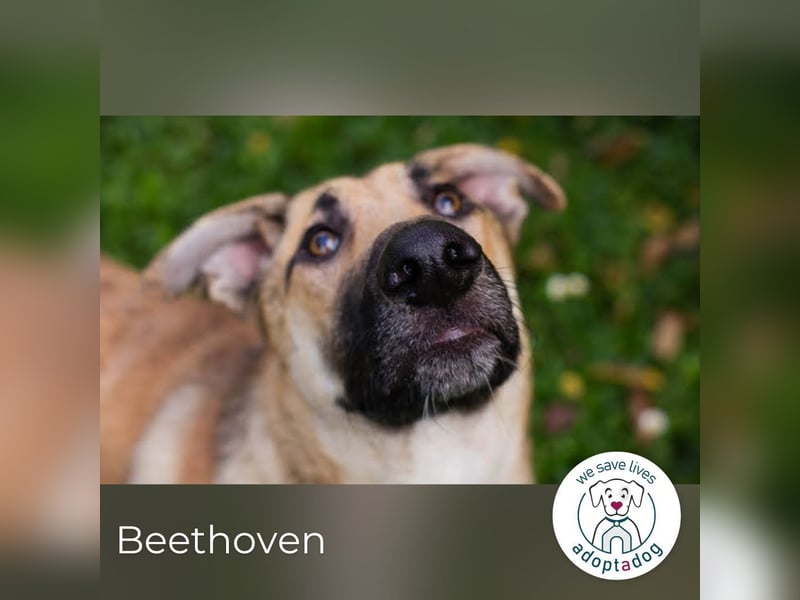 Beethoven 168704 sucht ein zu Hause