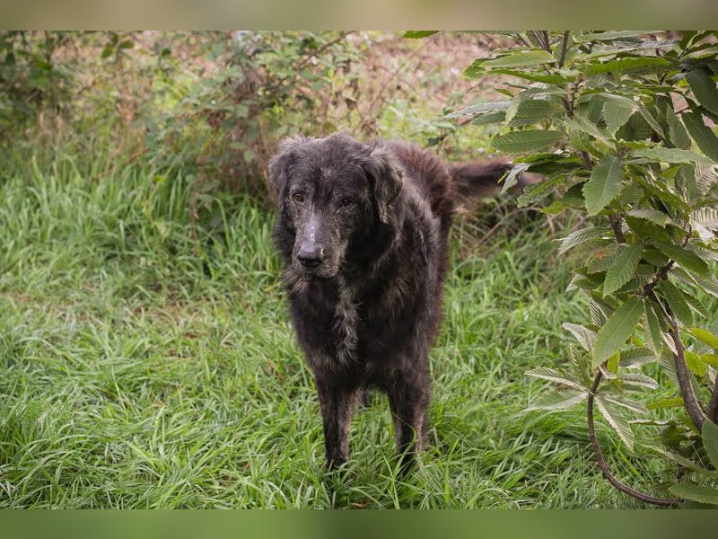 Orion: Schwanzwedelnd unterwegs