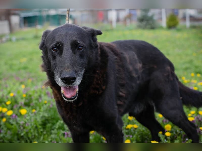 Mino: Stark, treu und voller Liebe