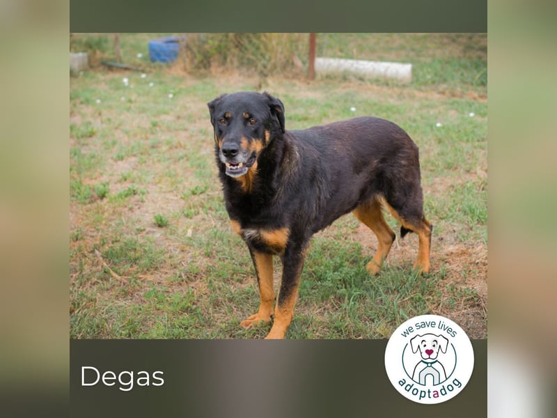 Degas 268343 sucht ein zu Hause