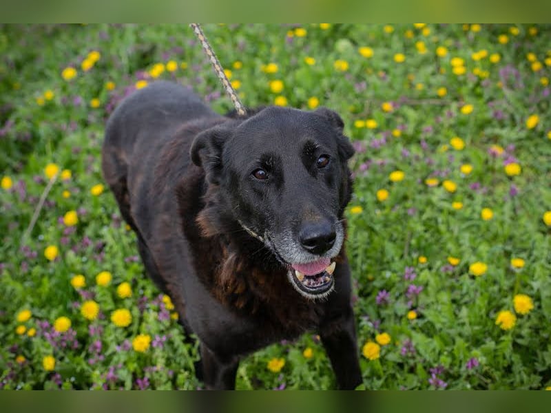 Mino: Stark, treu und voller Liebe