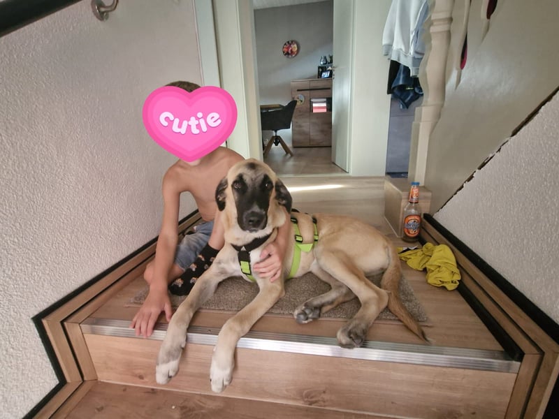 Skadi II 284176 sucht ein zu Hause