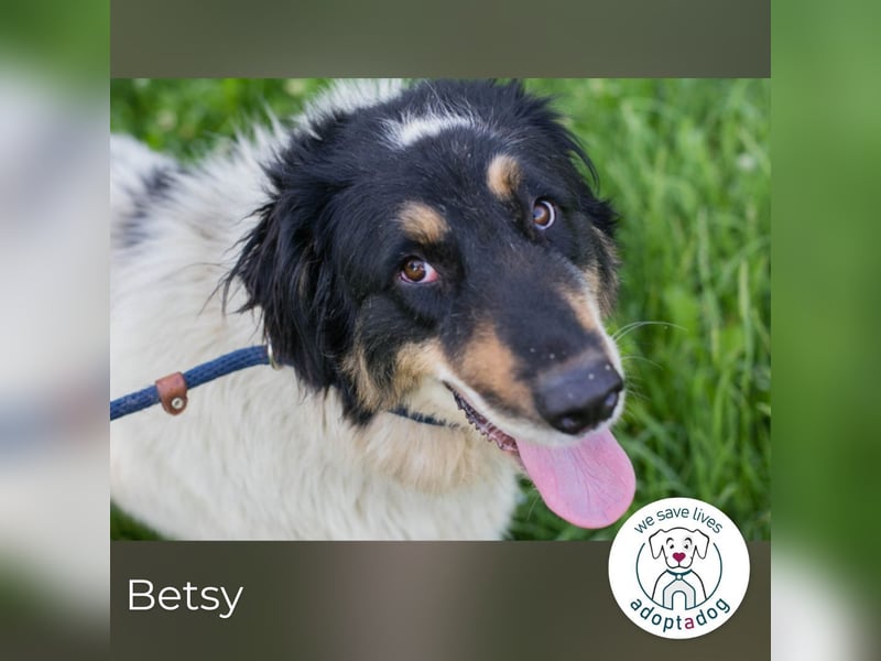 Betsy sucht ein Zuhause
