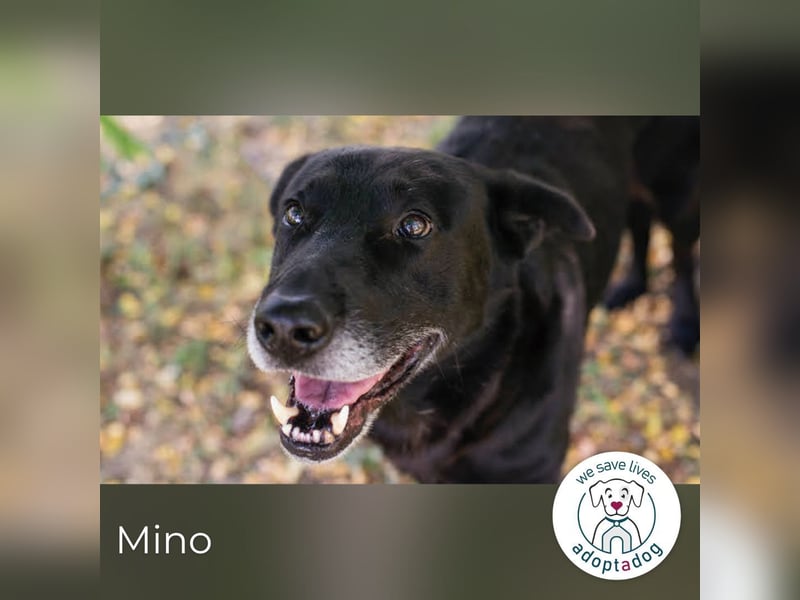 Mino – starker, treuer Rüde sucht liebevolles Zuhause