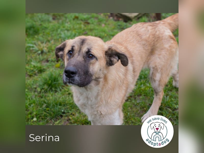 Serina 256413 sucht ein zu Hause