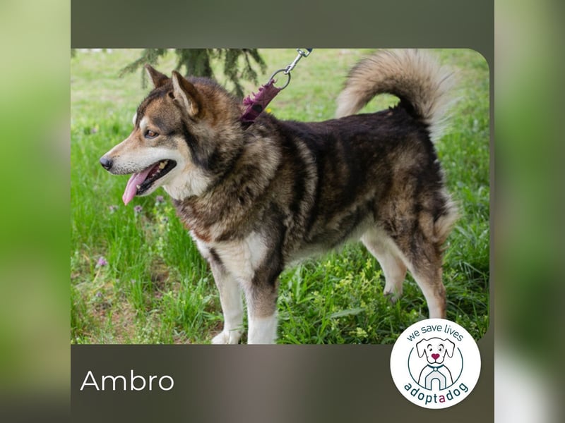 Ambro sucht ein Zuhause