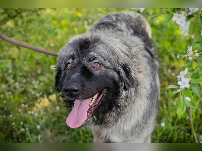 Chip 271554 sucht ein Zuhause