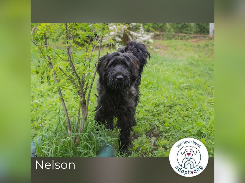 Nelson: Junghund sucht ein Zuhause