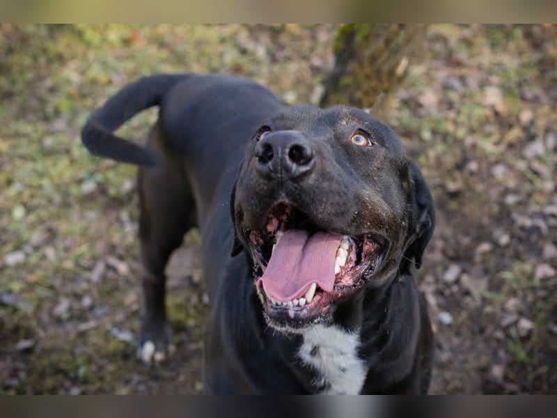 Piper: verdient eine zweite Chance