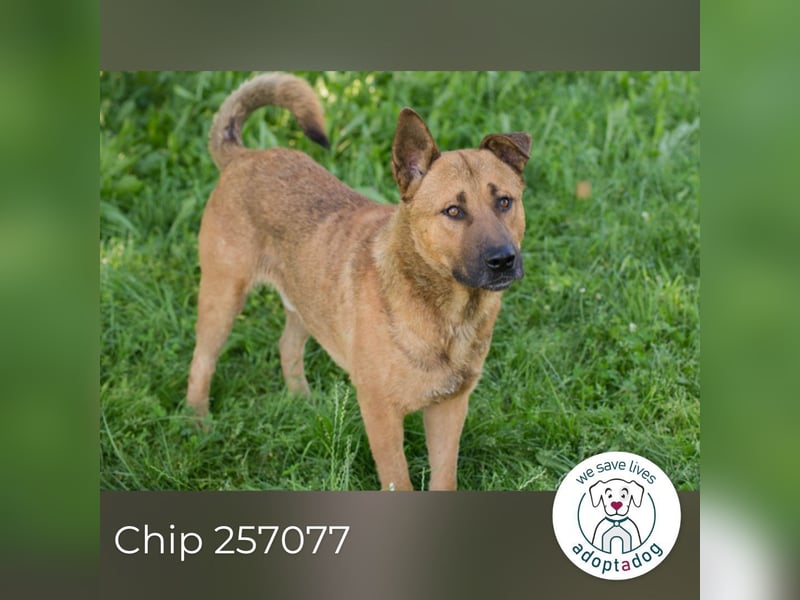 Chip 257077 sucht ein Zuhause