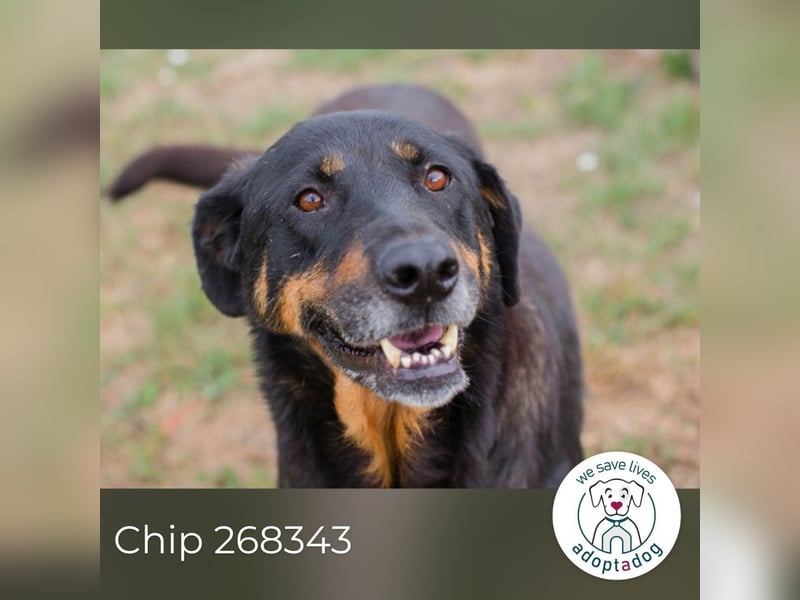 Chip 268343: sucht ein Zuhause