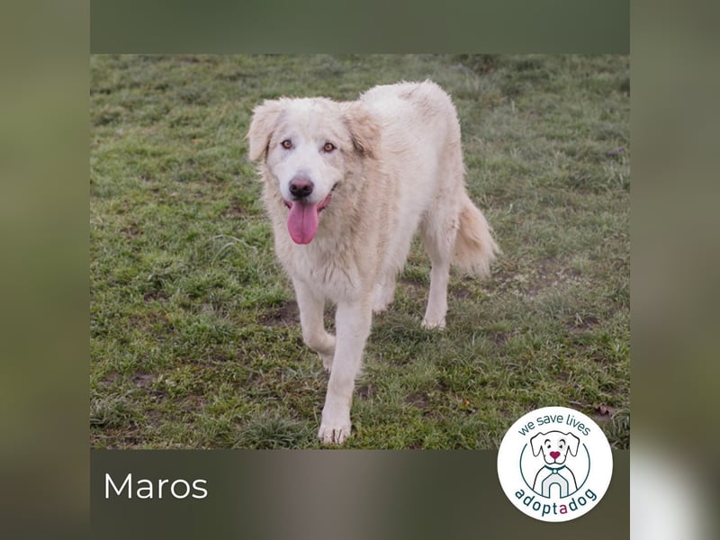 Maros: Fröhlicher Wirbelwind sucht Dich!