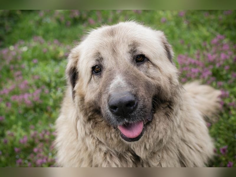 Chip 142970 sucht ein Zuhause