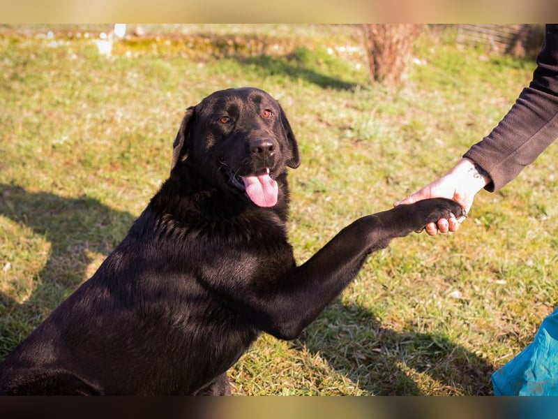 Knut sucht ein Zuhause