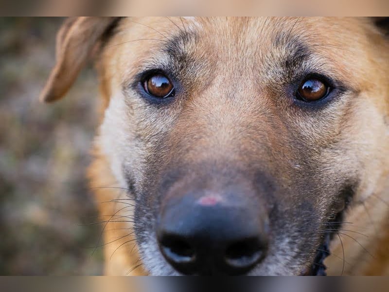 Koja: Ein Glücksbringer für dich