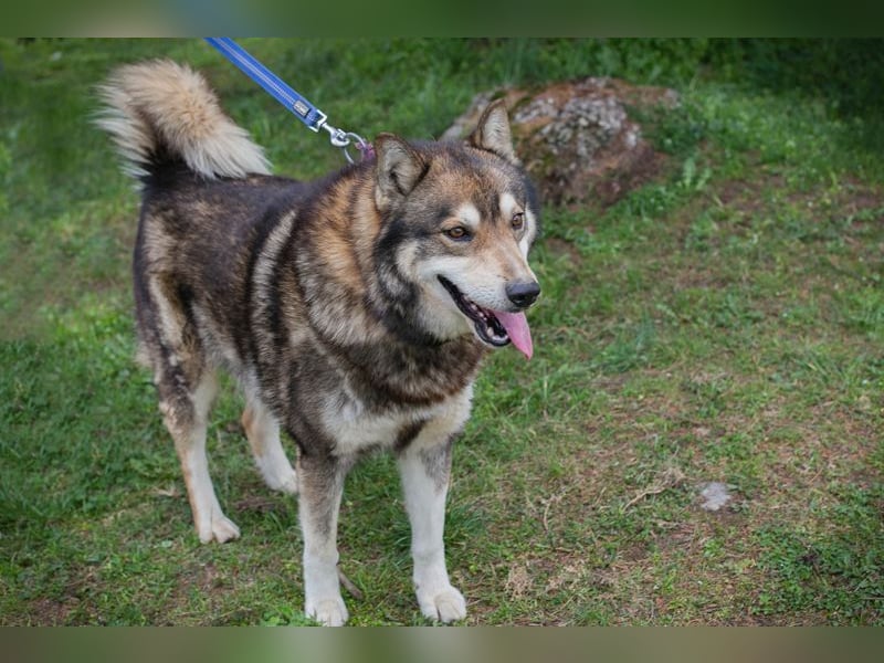 Ambro sucht ein Zuhause
