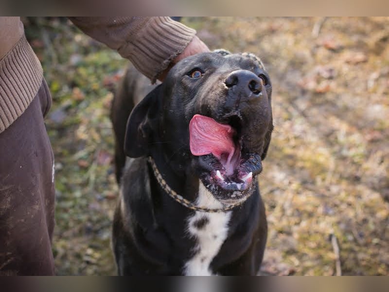 Piper: verdient eine zweite Chance