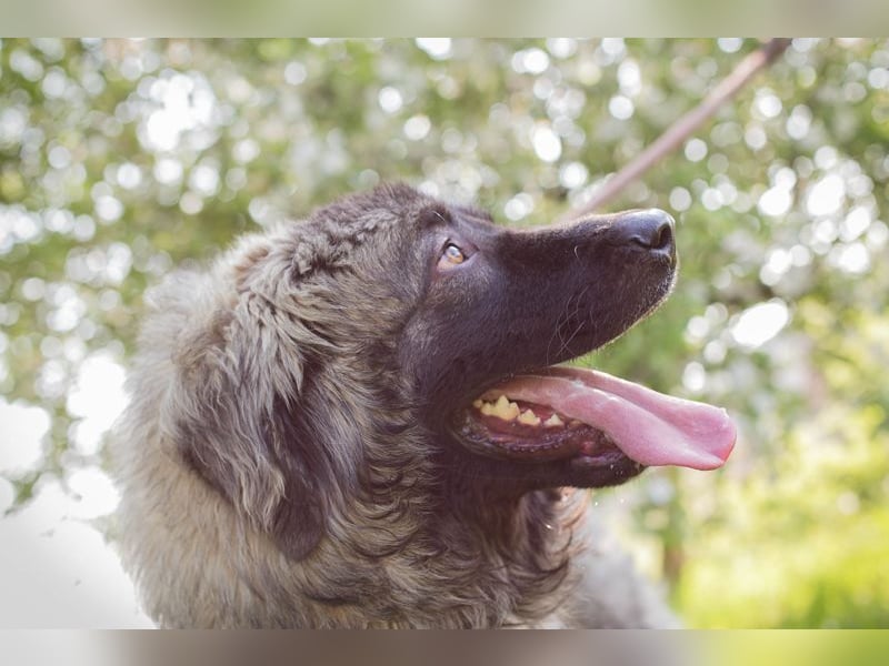 Chip 271554 sucht ein Zuhause